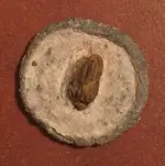 button 3 c.webp