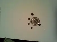gold bug practice finds.webp