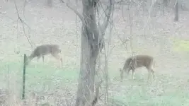 d1.webp
