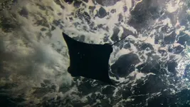 Aqua 1.webp