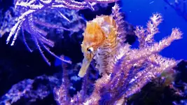 Aqua 2.webp