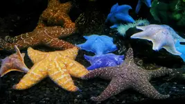 Aqua 3.webp