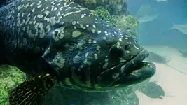 Aqua 4.webp