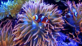 Aqua 6.webp