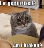 im-getting-fixed-am-i-broken-cat.webp
