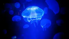 Aqua 9.webp