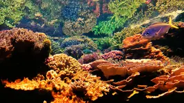 Aqua 11.webp
