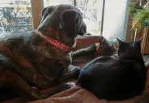 ollie and riz.webp