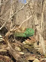 turtle_maybe.webp