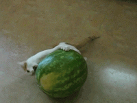 animals-cat-and-melon.gif
