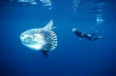 1110sunfish_blue.webp