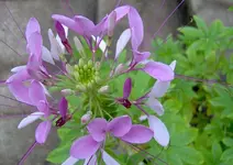 Flower.webp