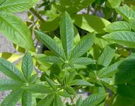 Flower2.webp