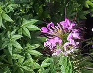 452px-VioletQueen.webp