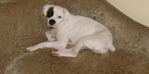dog.webp
