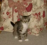 cat.webp