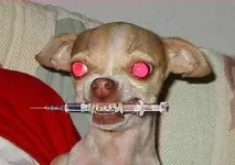 dog on drugs.webp
