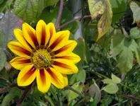 Bee_Org.webp Bee_Org.webp