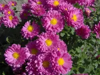 Sherri_Mums.webp