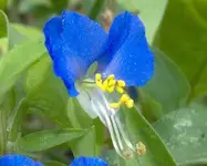 Wild_Flower1.webp