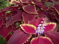 Moms_Colesus.webp