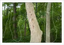 Damaged-tree.webp