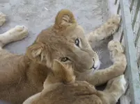 Udays Lions 015.webp