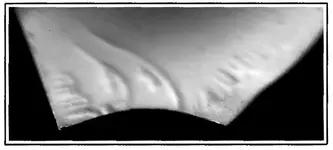 plate-find-black-and-white.webp