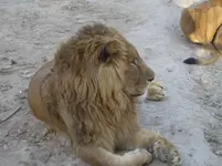Udays Lions 014.webp