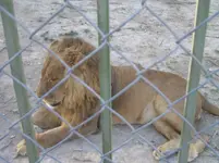 Udays Lions 006.webp