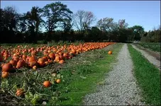 pumpkinfield.webp