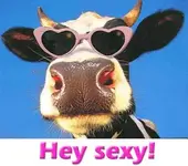 heySexyCow.webp
