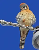 00888.webp