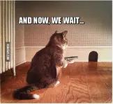2015-08-11 02_20_24-Cat And Now, We Wait - Humoar.com.webp 2015-08-11 02_20_24-Cat And Now, We Wait - Humoar.com.webp