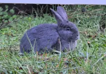 yard bunny1.webp