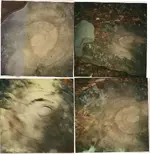 320554_256195977747565_1088540740_n.webp