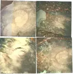 310334_256194667747696_1880772516_n.webp
