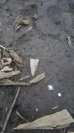 1452243217991.webp