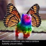 rainbowbutterflyunicornkitten.jpg