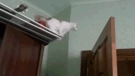 rut row.gif rut row.gif