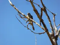 kestrel 1.webp