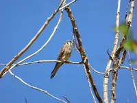 kestrel 2.webp