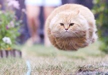 hover-cat-flying-cat-2.jpg