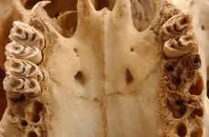 cow teeth.webp