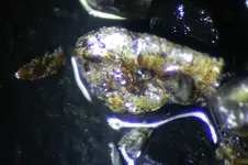 microgold.webp