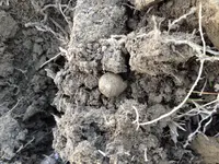 Ball 2.webp