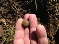 Ball4.webp
