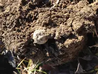 small ball.webp