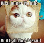 funny-cat-pictures-well-butter-my-butt-and-call-me-a-biscuit.jpg