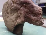 Bison 2c.webp